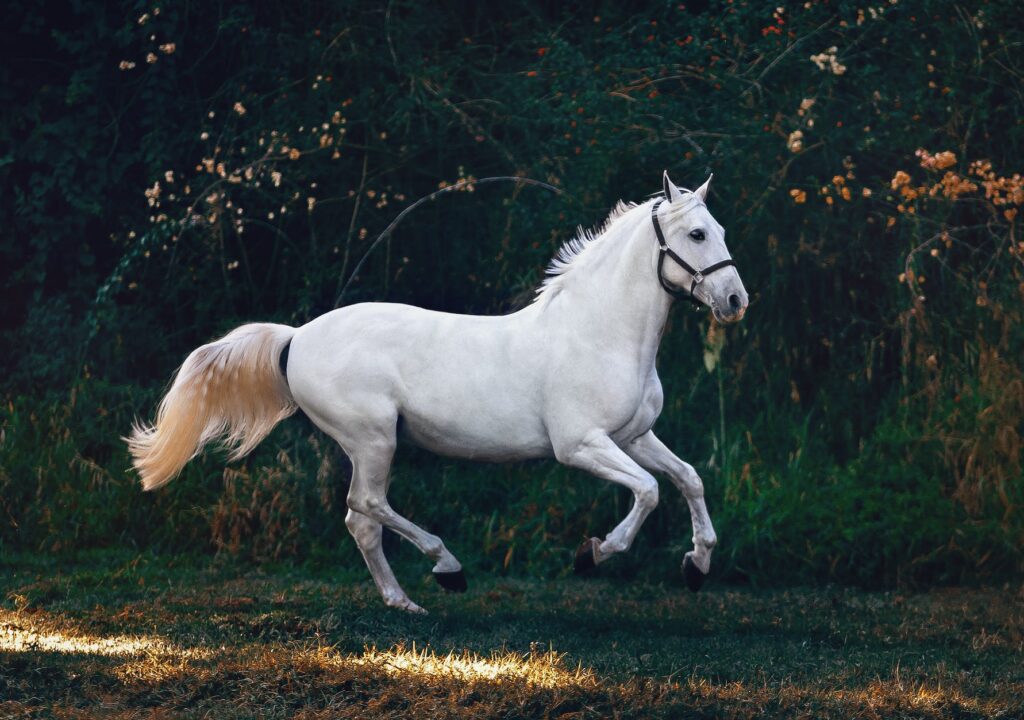 White Horse On Green Grass