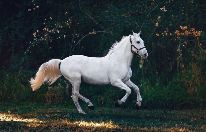 White Horse On Green Grass