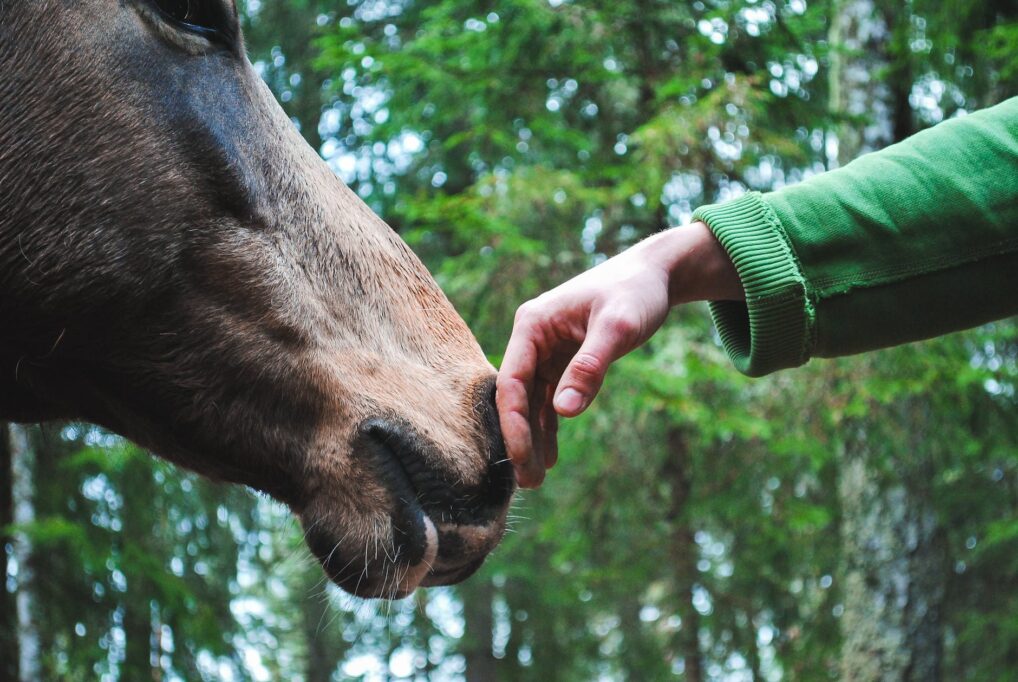 Person S Hand Touch Horse Nose