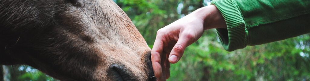Person S Hand Touch Horse Nose