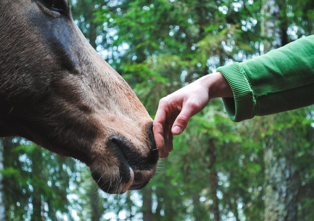 Person S Hand Touch Horse Nose