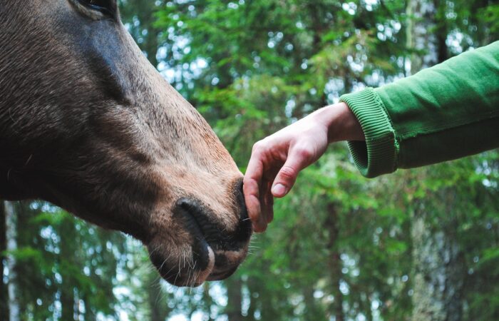 Person S Hand Touch Horse Nose