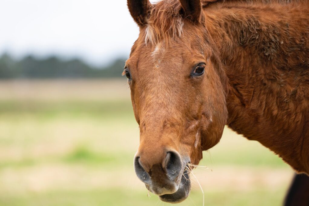 Close Up Photo Of A Brown Horse