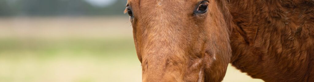 Close Up Photo Of A Brown Horse