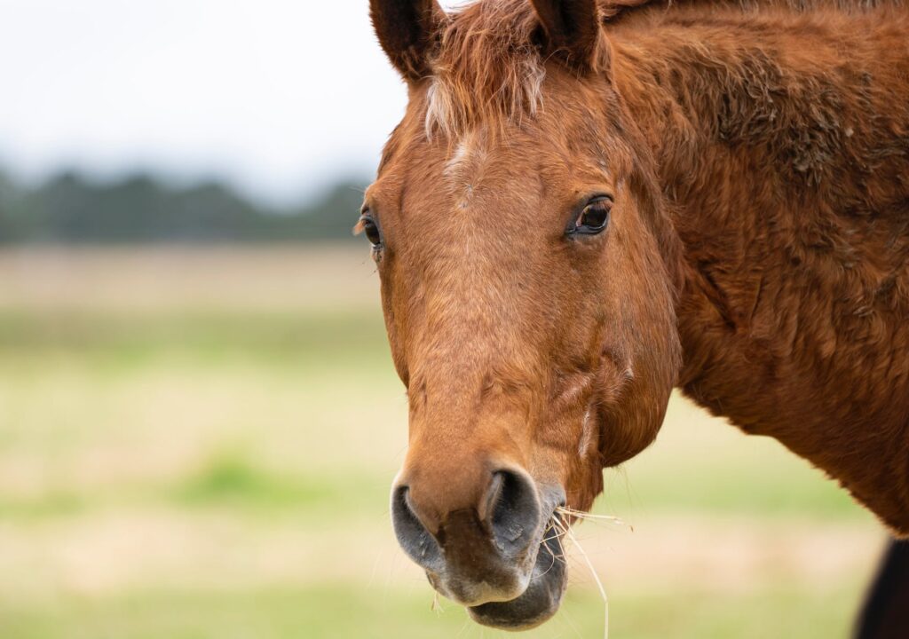 Close Up Photo Of A Brown Horse