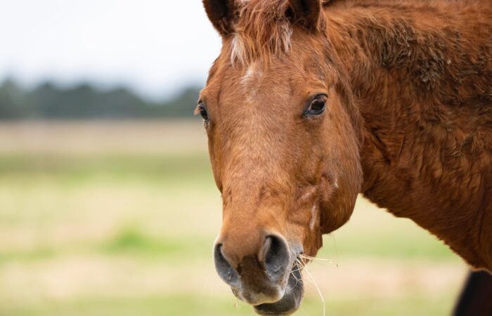 Close Up Photo Of A Brown Horse